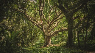 BTree